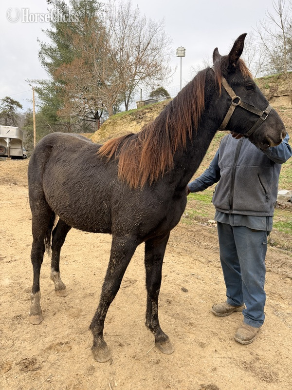 Kentucky "MCF?S Hot Rod Lincoln " Black Gelding Rocky Mountain