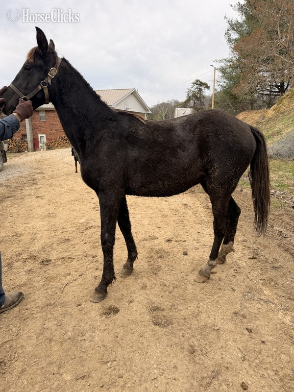 "MCF?S Hot Rod Lincoln " Black Gelding Rocky Mountain - Rocky Mountain