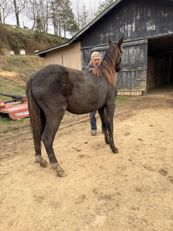 "MCF?S Hot Rod Lincoln " Black Gelding Rocky Mountain Kentucky