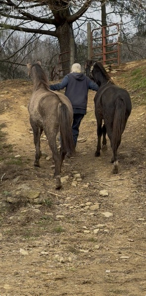 Rocky Mountain - "MCF?S Hot Rod Lincoln " Black Gelding Rocky Mountain in Kentucky
