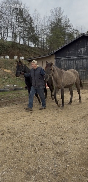 Rocky Mountain - "MCF?S Hot Rod Lincoln " Black Gelding Rocky Mountain
