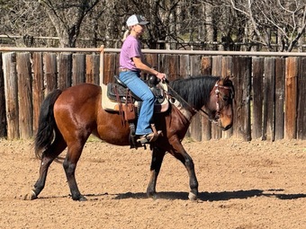 "Disco" Bay Gelding Quarter Horse