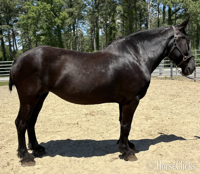 "Percheron" Black Gelding Percheron