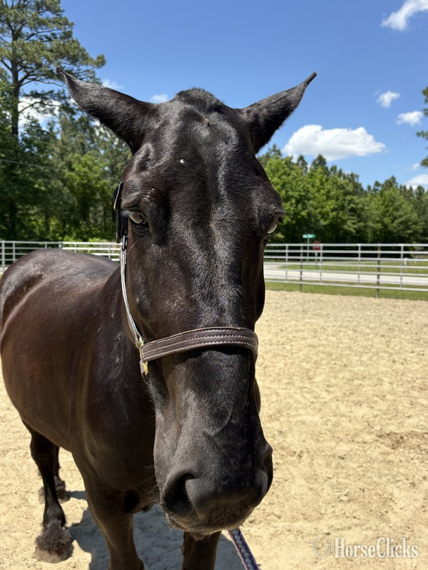 North Carolina "Percheron" Black Gelding Percheron