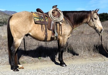 "MDP JAXTON" Buckskin Gelding Quarter Horse