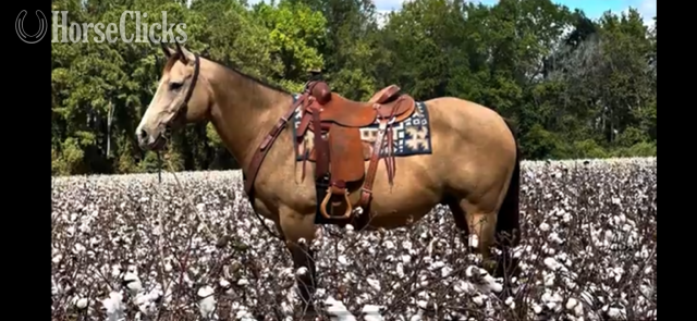 "MDP JAXTON" Buckskin Gelding Quarter Horse