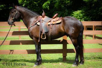 "PABLO" Black Gelding Andalusian