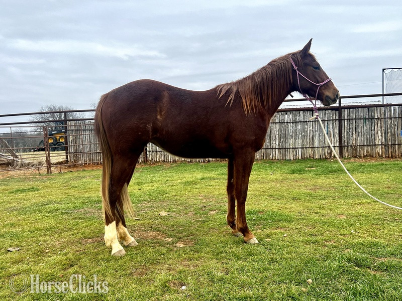 "Sage" Chestnut Filly Quarter Horse in Texas