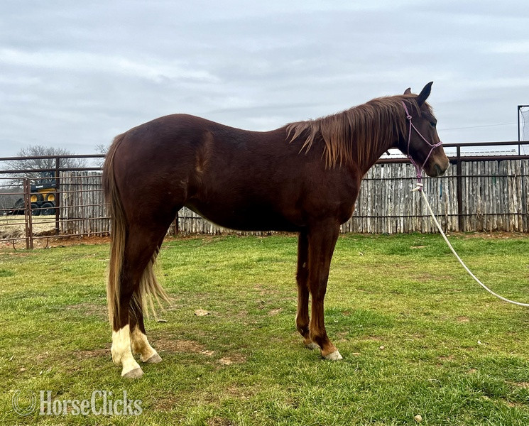 "Sage" Chestnut Filly Quarter Horse