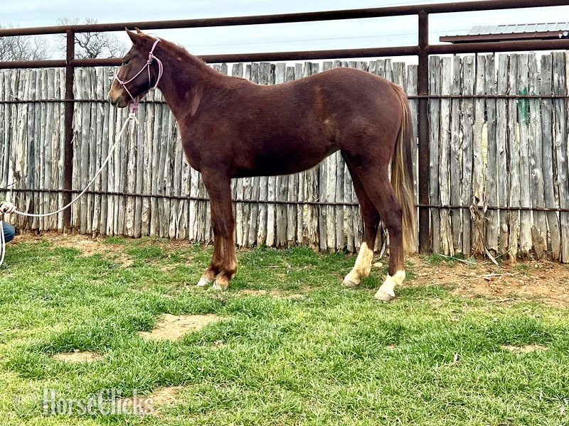 Texas "Sage" Chestnut Filly Quarter Horse