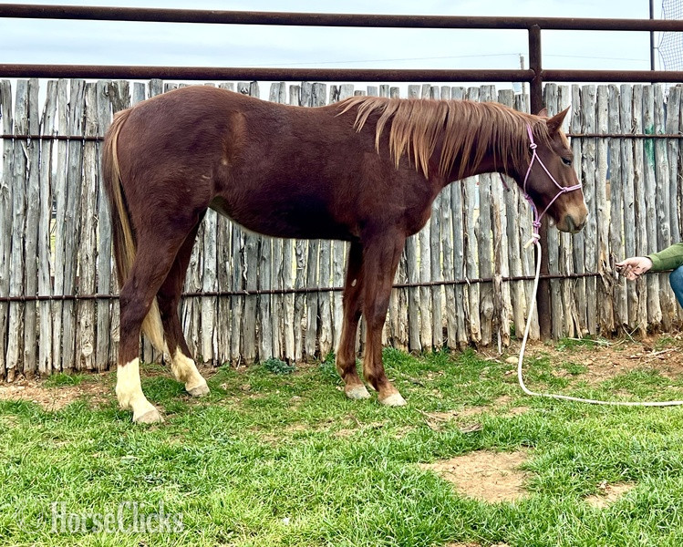 "Sage" Chestnut Filly Quarter Horse - Quarter Horse in Texas