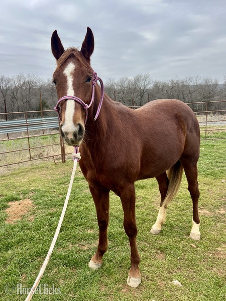 "Sage" Chestnut Filly Quarter Horse - Quarter Horse