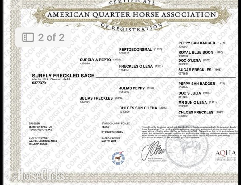 "Sage" Chestnut Filly Quarter Horse Texas