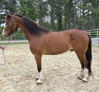 "Dutch" Bay Gelding Quarter Horse
