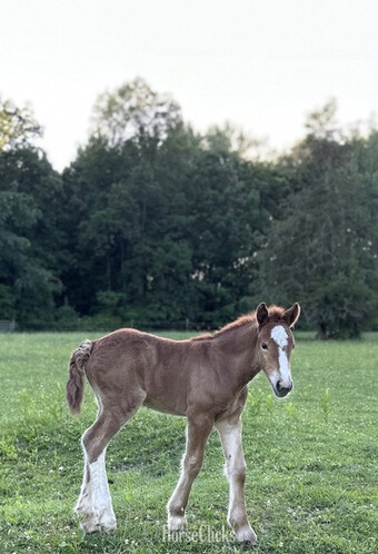 "Trudy?s Carmel " Chestnut Filly Gypsy Vanner