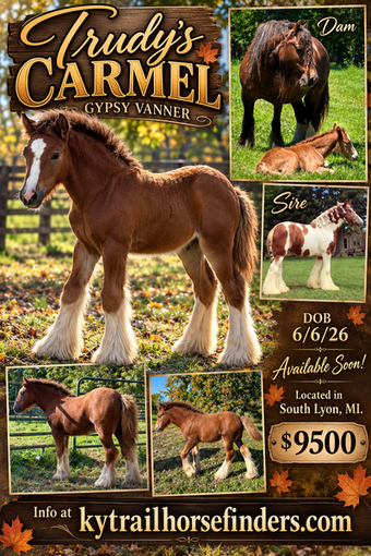 "Trudys Carmel " Chestnut Filly Gypsy Vanner
