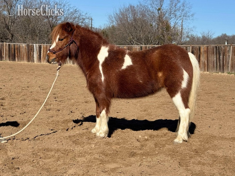 "June Bug" Sorrel Mare Pony in Texas