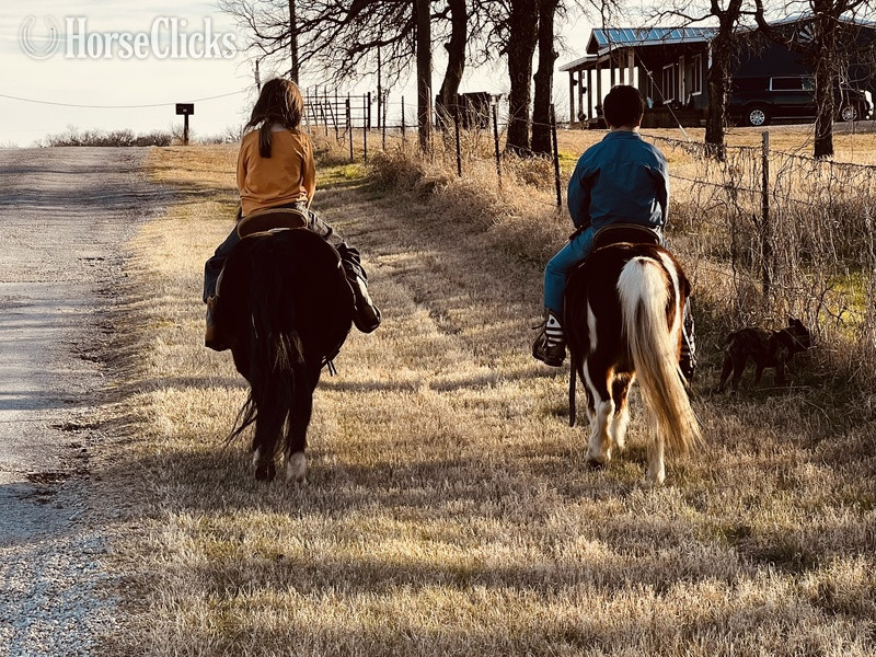 "June Bug" Sorrel Mare Pony