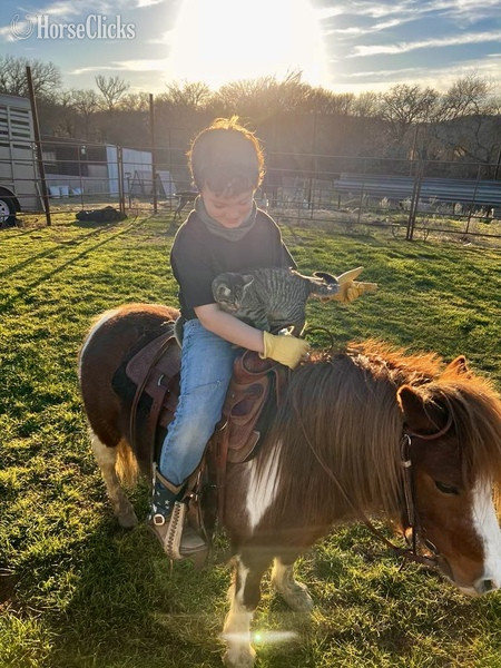 Texas "June Bug" Sorrel Mare Pony