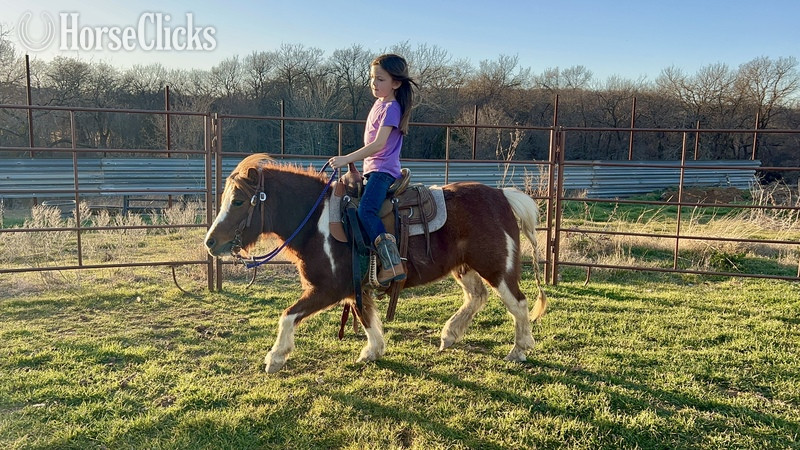 "June Bug" Sorrel Mare Pony - Pony in Texas