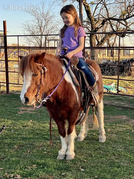 "June Bug" Sorrel Mare Pony - Pony