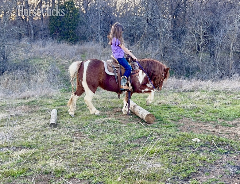 "June Bug" Sorrel Mare Pony Texas