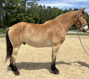 "Caspian" Buckskin Gelding Draft
