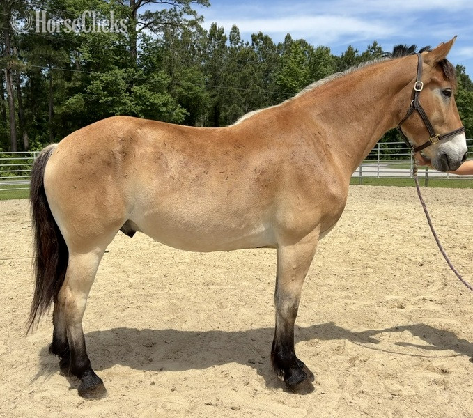 "Caspian" Buckskin Gelding Draft in North Carolina