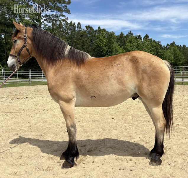 "Caspian" Buckskin Gelding Draft