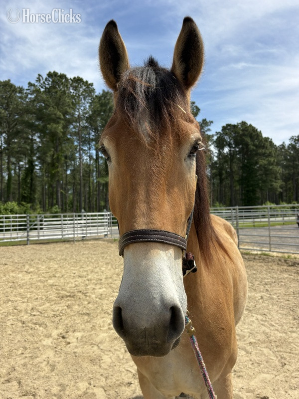 North Carolina "Caspian" Buckskin Gelding Draft