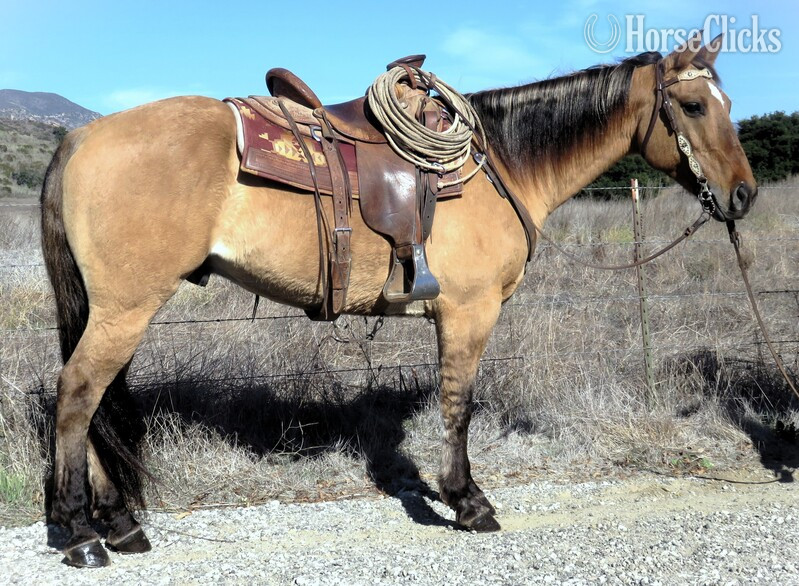 "POQUITA EDDIE" Dun Gelding Quarter Horse in California