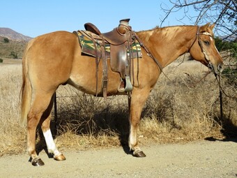 "TOP SUGAR SHOWDOWN" Red Dun Gelding Quarter Horse