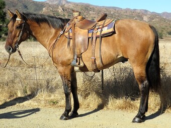 "VNK PEPSFOXY PLAYGUN" Dun Gelding Quarter Horse