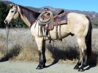 "FIREWATER BULLETT" Buckskin Gelding Quarter Horse