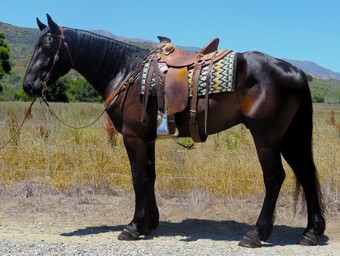 "BIGFOOT AKA BIG JOHN ***VIDEO***" Black Gelding Draft