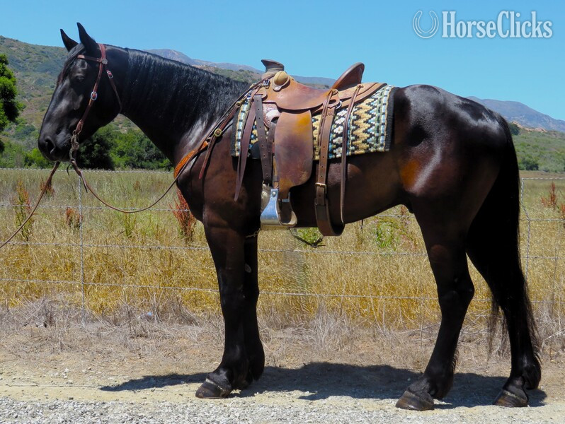 "BIGFOOT AKA BIG JOHN ***VIDEO***" Black Gelding Draft in California