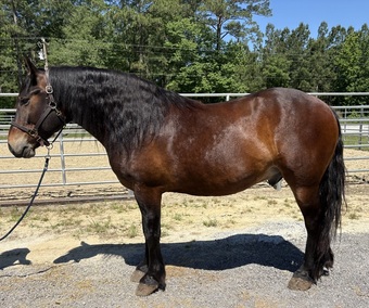 "Charlie" Bay Gelding Draft