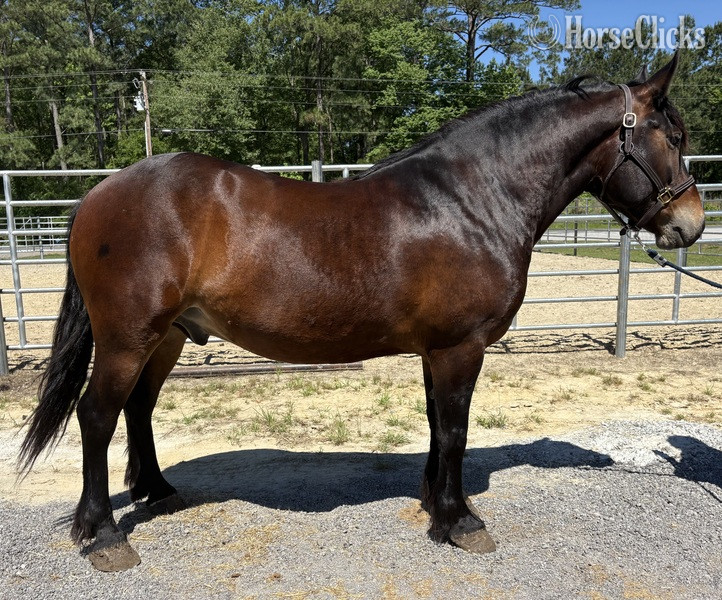 "Charlie" Bay Gelding Draft