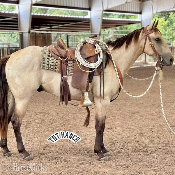 "Priest" Buckskin Gelding Quarter Horse in Texas