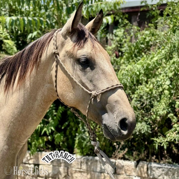 "Priest" Buckskin Gelding Quarter Horse