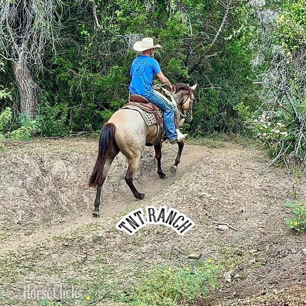 Texas "Priest" Buckskin Gelding Quarter Horse