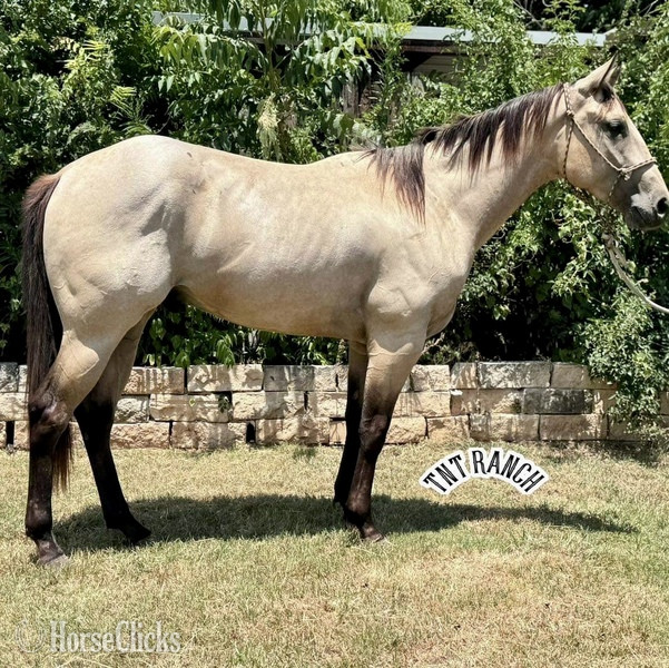 "Priest" Buckskin Gelding Quarter Horse - Quarter Horse in Texas