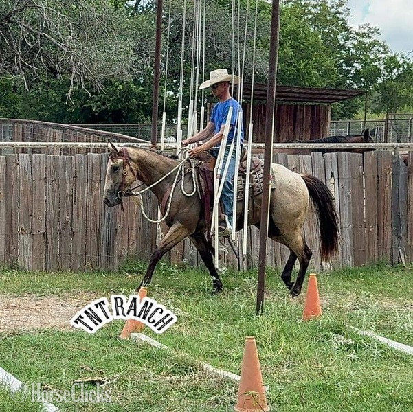 "Priest" Buckskin Gelding Quarter Horse - Quarter Horse