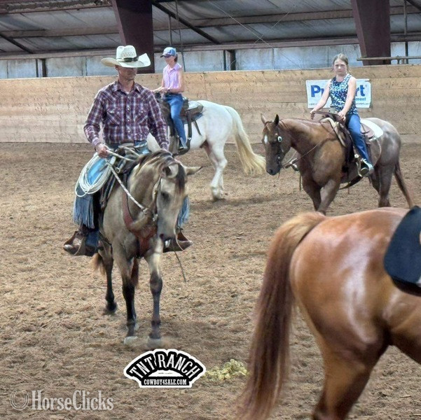 "Priest" Buckskin Gelding Quarter Horse Texas