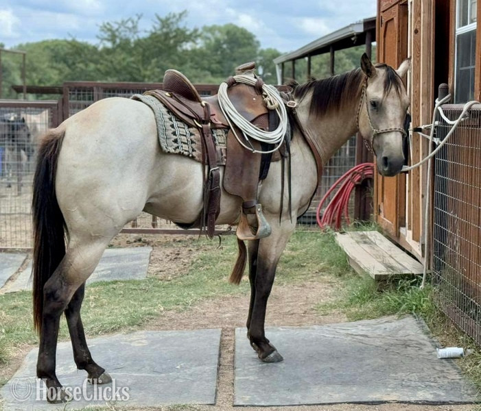 Quarter Horse - "Priest" Buckskin Gelding Quarter Horse in Texas