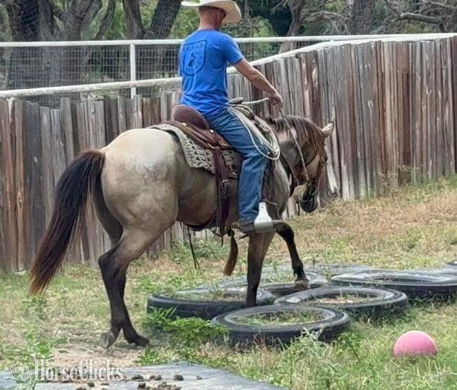 Quarter Horse - "Priest" Buckskin Gelding Quarter Horse
