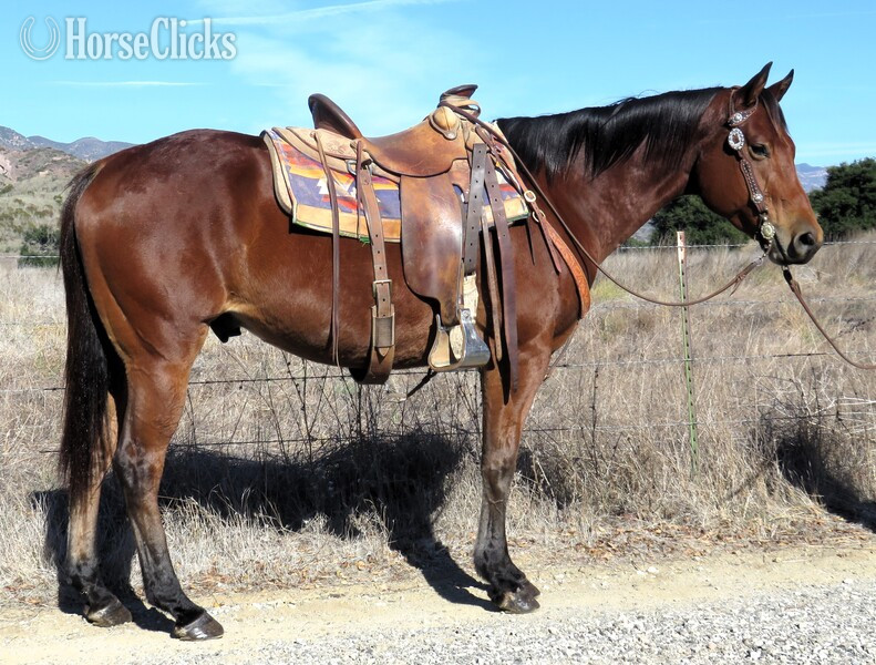 "SUCH A CLASSIC MOVE" Bay Gelding Paint in California