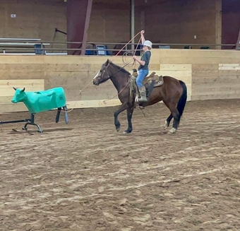 "Kettle" Bay Gelding Quarter Pony