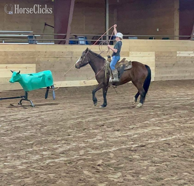 "Kettle" Bay Gelding Quarter Pony in Texas