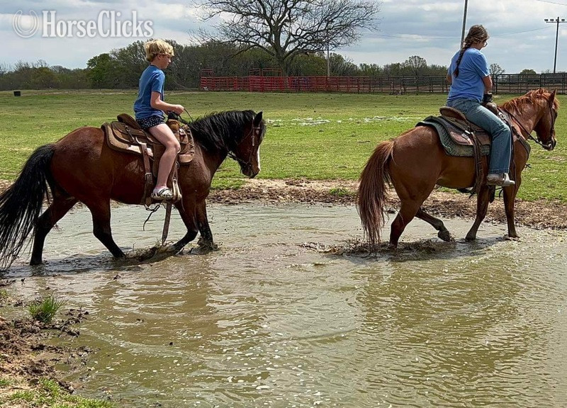 "Kettle" Bay Gelding Quarter Pony